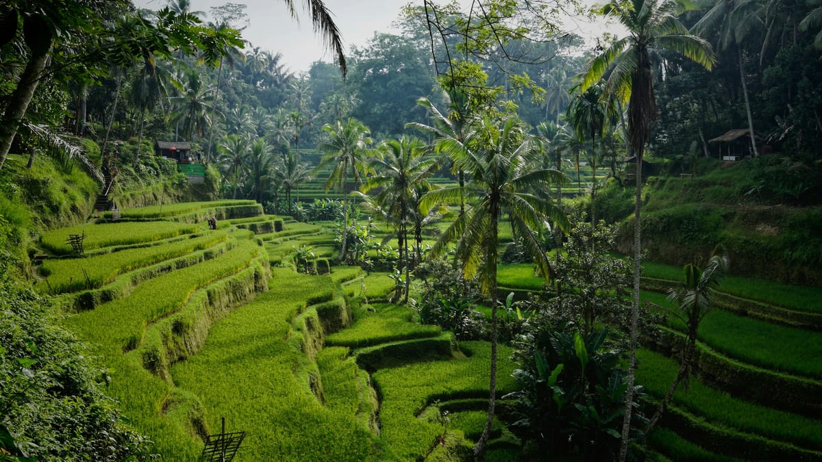 Everyday street scene in Indonesia (Bali)